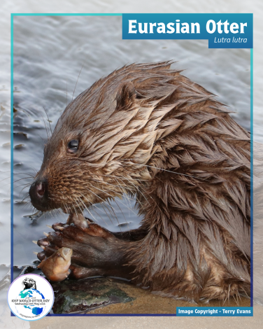 歐亞水獺Eurasian Otter（圖片來源International Otter Survival Fund）