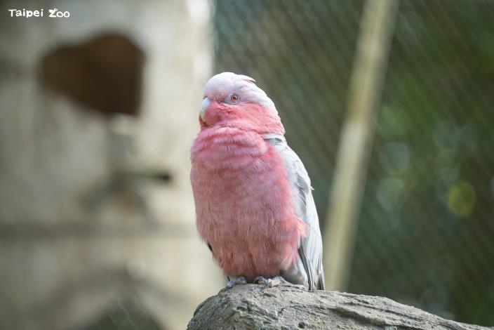 粉紅鳳頭鸚鵡(Galah)目前是無危(LC)野生動物,分布於澳洲。
