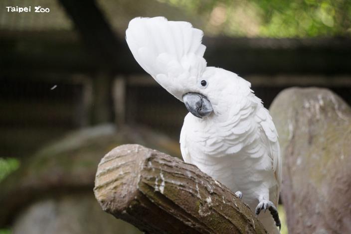 分布印尼熱帶雨林的白鳳頭鸚鵡(White Cockatoo)在IUCN紅色名錄中屬於瀕危(EN)物種。