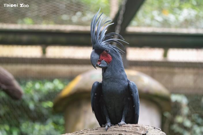 棕櫚鳳頭鸚鵡(Palm Cockatoo)野外族群相對穩定,IUCN紅色名錄列為近危(NT)動物。