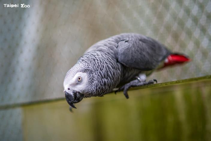 非洲灰鸚鵡(Grey Parrot)有出色的模仿和學習能力。