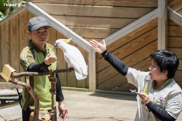 5月31日世界鸚鵡日快閃解說,由葵花鳳頭鸚鵡擔任主角。