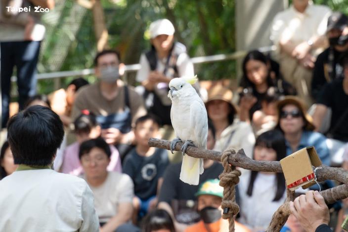 5月31日世界鸚鵡日快閃解說,共三百餘人次遊客參與聆聽鸚鵡介紹。
