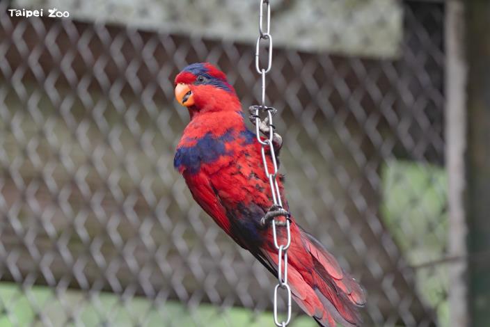 紅藍吸蜜鸚鵡(Red-and-blue lory)僅分布在印尼極少數的雨林。