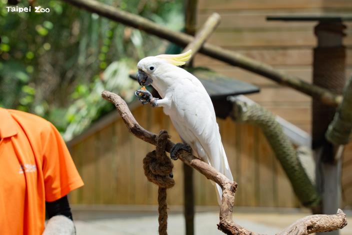 葵花鳳頭鸚鵡是「動物行為學院」助教的固定班底。