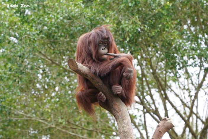 動物園會趁著6月下旬期間，視情形更新部分物種的活動環境。