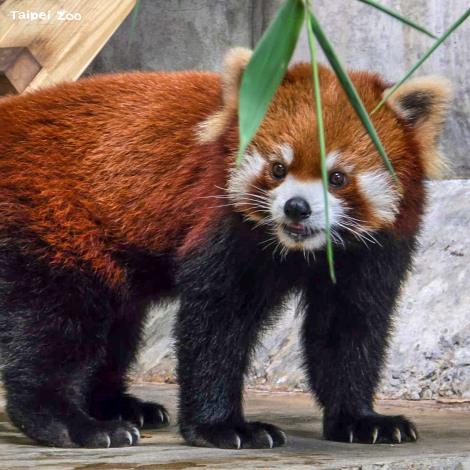 歡迎大家到新加坡動物園看小貓熊奇奇。(詹雅婷 提供)