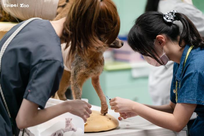 動物醫生體驗營透過實際操作，讓高中生初步體驗動物園獸醫的工作日常。