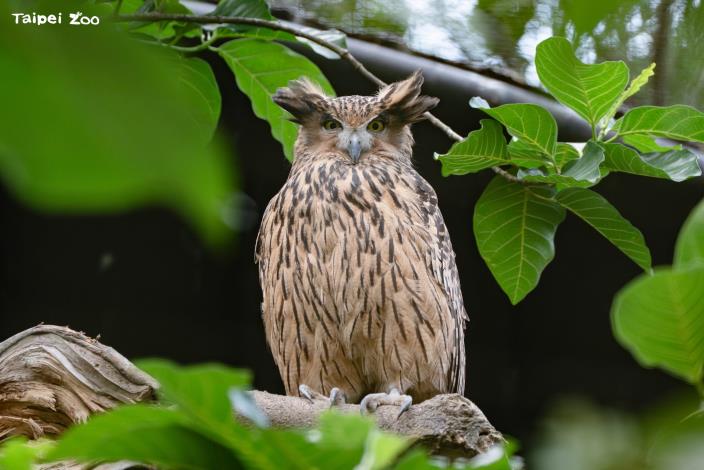 少年ㄟ鳥視界體驗營實際參訪兒童動物區、鳥園、企鵝館，觀察鳥居民大不同。