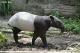 今年5月來臺的雄性馬來貘Bintang同樣來自來自新加坡萬態野生動物保育集團