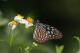 Liuchiou Blue Spotted Milkweed Butterfly