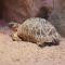 Indian star tortoise