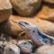 Eastern blue-tongued skink