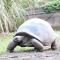 Aldabra Giant Tortoise