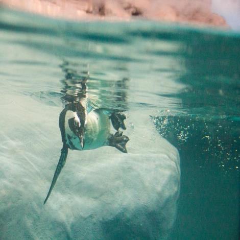 Jackass Penguin Swimmin