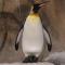 King Penguin