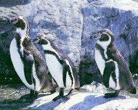 Jackass Penguins