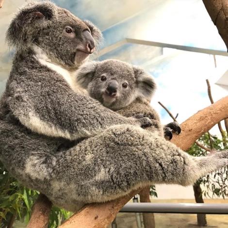 Koala and its joey