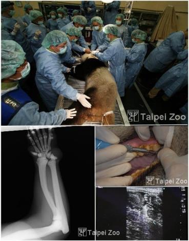 大貓熊「圓圓」來臺後首度健檢，除了牙齒一切都很健康