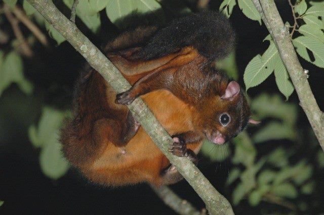 大赤鼯鼠是夜行性的樹棲動物(林青峰攝)