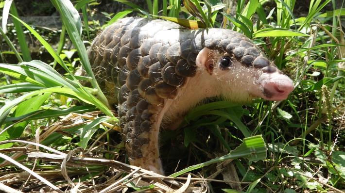 Chinese Pangolin