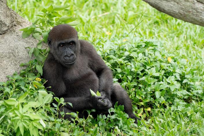 Western Lowland Gorilla