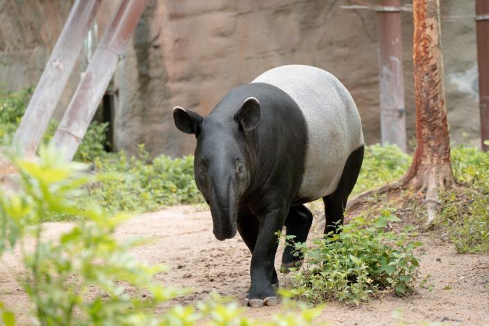 Malay Tapir