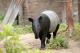 Malay Tapir