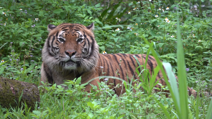 Malayan Tiger