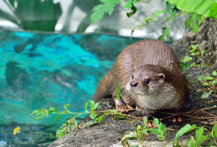 Eurasian Otter