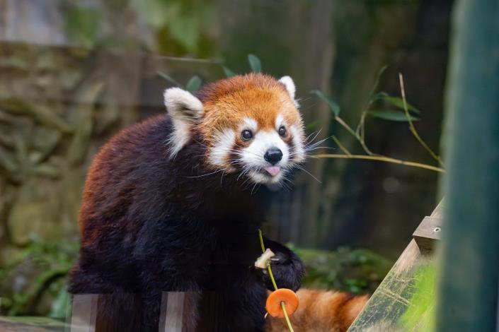 Red Panda