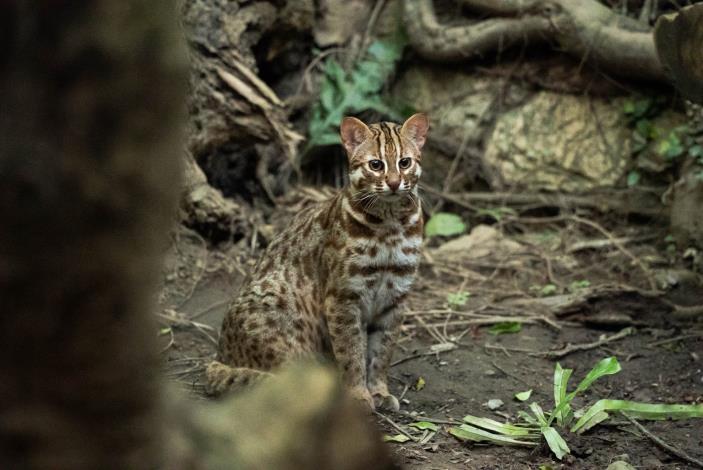 Leopard Cat