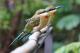 Blue-cheeked Bee Eater