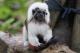 Cotton-top Tamarin