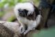 Cotton-top Tamarin family