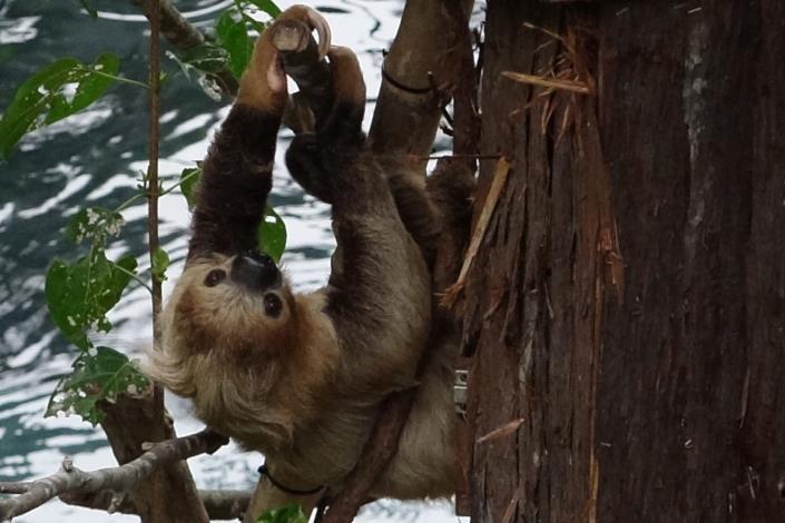 Linnaeus's Two-toed Sloth