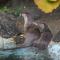 Eurasian Otter