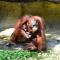 Bornean Orangutan