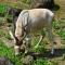 Addax