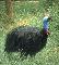 Southern Cassowary