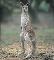 Gray Kangaroo