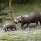 Pygmy Hippopotamus