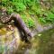 Asian small-clawed otter