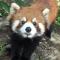 Red Panda