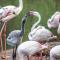 Greater Flamingo