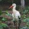 European White Stork