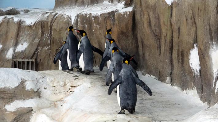 剛開始的幾圈，企鵝們還會安安份份的跟著「領頭鵝」向前進.JPG