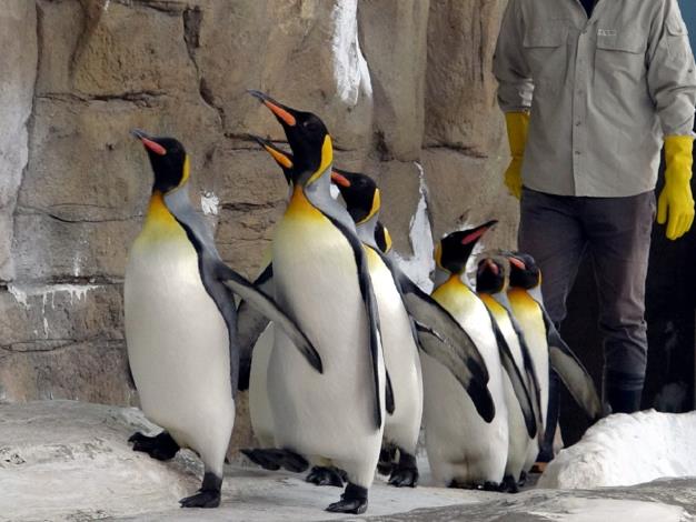 大家在上午900-930之間來到企鵝館，就能看到國王企鵝們在保育員的陪伴下一起努力「晨走」的可愛模樣.JPG