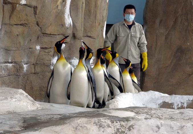 為了強化國王企鵝進入繁殖季的戰力，保育員每天早上都會帶著牠們，進行30分鐘的「晨走特訓」.JPG