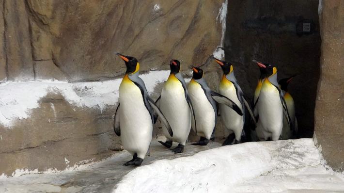 國王企鵝每天早上「晨走特訓」，目的是為了增進體力、強健腳力.JPG